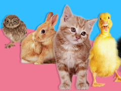 favorite animal quiz